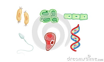 Different Types of Cells, DNA Structure Collection, Human Anatomy Infografic Elements Vector Illustration Vector Illustration