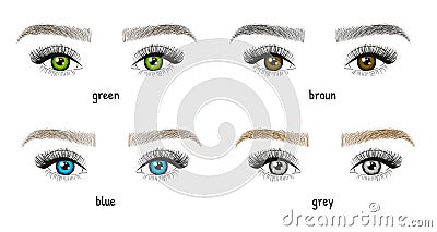Different types and colors of eyes and eyebrows illustration. Woman`s eyes with long beautiful eyelashes. - Vector Vector Illustration