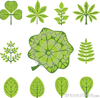 Different types of leaves Vector Illustration