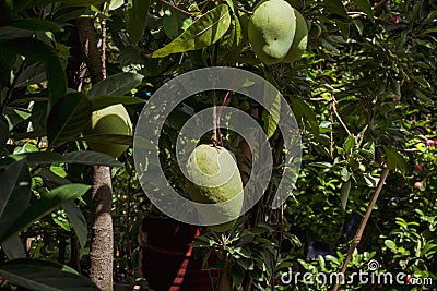 Different types of mango rows in the garden. Hanging mangoes are enhancing the beauty of the garden Stock Photo