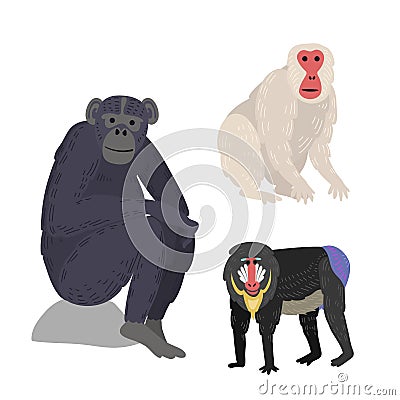 Different types of monkeys rare animal vector set. Vector Illustration