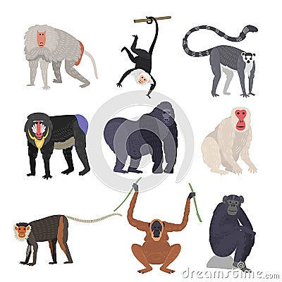 Different types of monkeys rare animal vector set. Vector Illustration