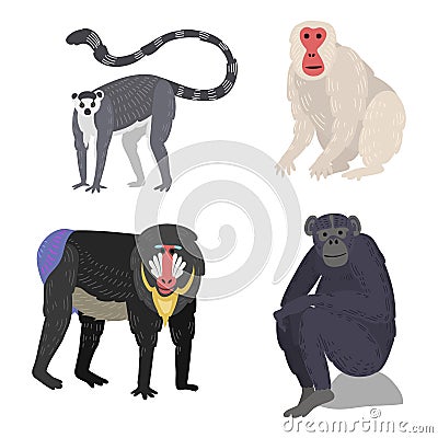 Different types of monkeys rare animal vector set. Vector Illustration