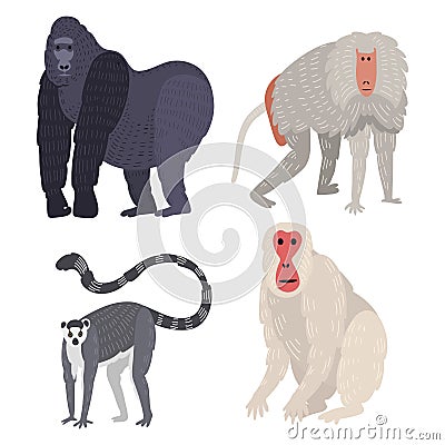 Different types of monkeys rare animal vector set. Vector Illustration