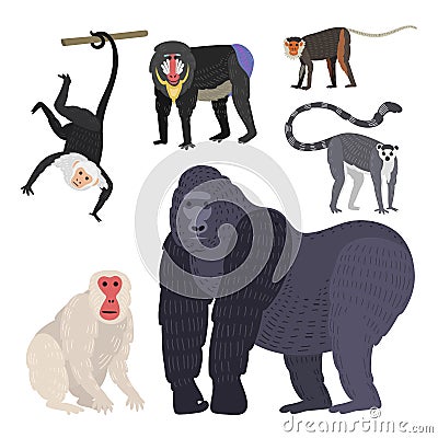 Different types of monkeys rare animal vector set. Vector Illustration