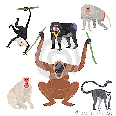 Different types of monkeys rare animal vector set. Vector Illustration