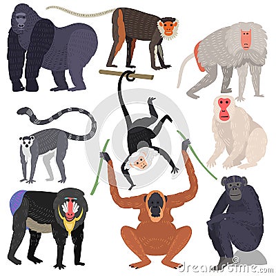 Different types of monkeys rare animal vector set. Vector Illustration