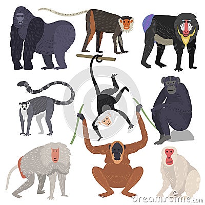 Different types of monkeys rare animal vector set. Vector Illustration