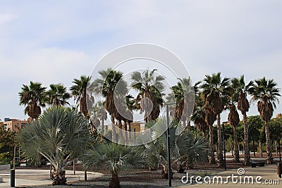 Different types of palm trees Stock Photo