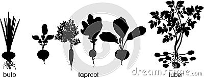 Different types of root vegetables. Silhouettes of agricultural plants Stock Photo