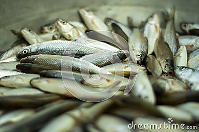 Different types of small fry fish have been caught from pond Stock Photo