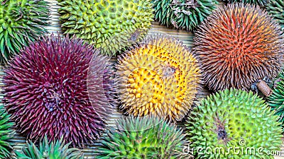 Different variety of durian fruit that can be found in Borneo, Indonesia Stock Photo