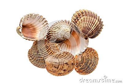 Different variety of sea clams - shells on white background. Stock Photo