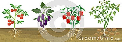 Different vegetable nightshade plants pepper, tomato, potato and eggplant with crop. General view of plant with root system Vector Illustration