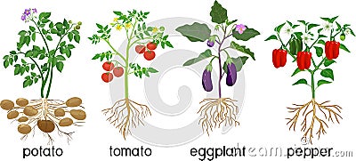 Different vegetable nightshade plants pepper, tomato, potato and eggplant with crop. General view of plant with root system Vector Illustration