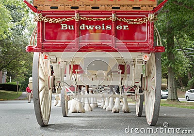 A Different View of the Budweiser Clydesdales Editorial Stock Photo