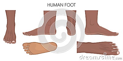 Different views of a human foot on white background_Anatomy afro Vector Illustration