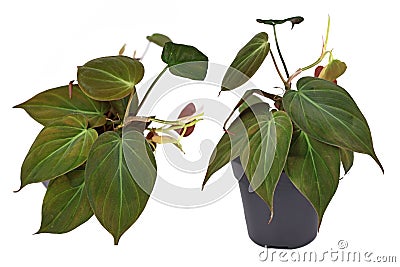 Different views of `Philodendron Hederaceum Micans` house plant with heart shaped leaves with velvet texture on white background Stock Photo