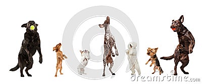 Differents dogs jumping, playing happy isolated on a white studio background Stock Photo