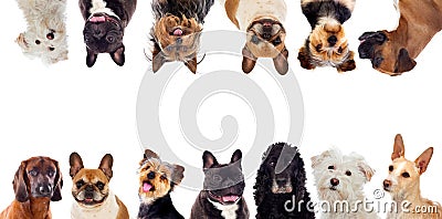 Differents dogs looking at camera Stock Photo