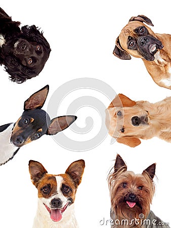 Differents dogs looking at camera Stock Photo