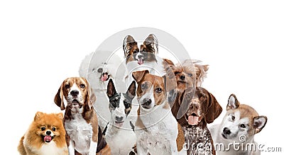 Differents dogs looking at camera isolated on a white background Stock Photo