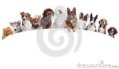 Differents dogs looking at camera isolated on a white background Stock Photo