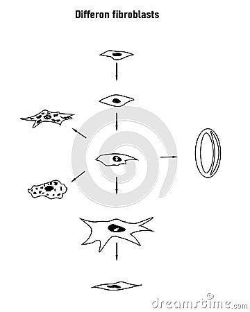 Differon fibroblasts scheme, Formation of the extracellular matrix Stock Photo