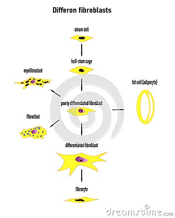 Differon fibroblasts scheme, Formation of the extracellular matrix mainly fibroblasts Vector Illustration
