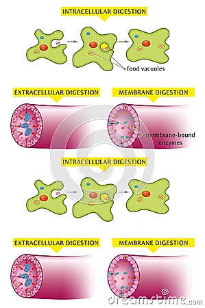 Digestion examples Vector Illustration