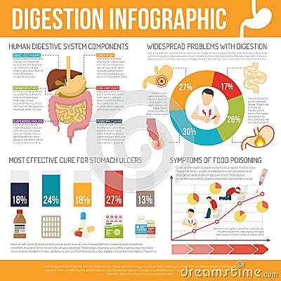 Digestion Infographic Set Vector Illustration