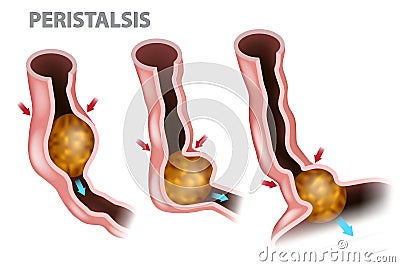 Digestion and Peristalsis. Vector Illustration