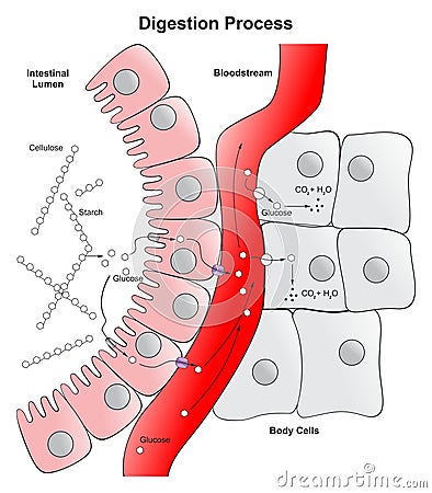 Digestion process in human body infographic diagram Vector Illustration