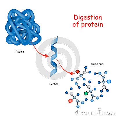 Digestion of protein Vector Illustration