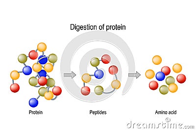 Digestion of Protein. Enzymes proteases and peptidases, peptides and amino acids Vector Illustration
