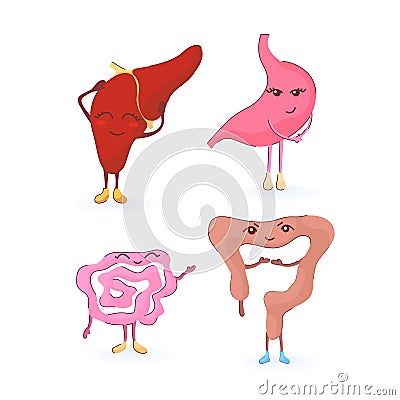 digestive organs liver, stomach, large and small intestines Vector Illustration