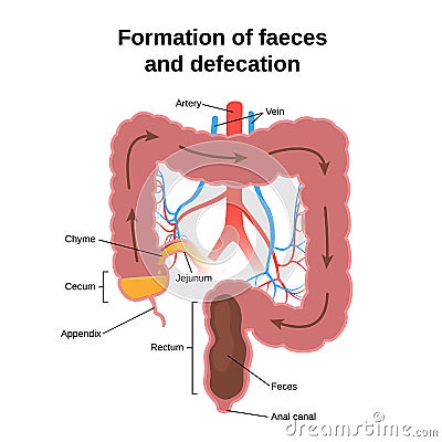 Digestive process in humans Vector Illustration