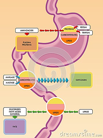 Digestive process Vector Illustration