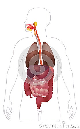 Digestive System Stock Photography - Image: 15727322