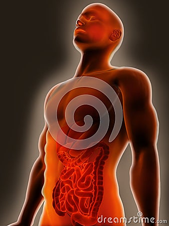 Digestive System Stock Photo