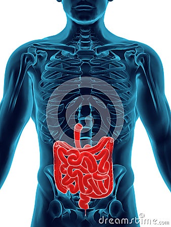 Digestive System Stock Photo