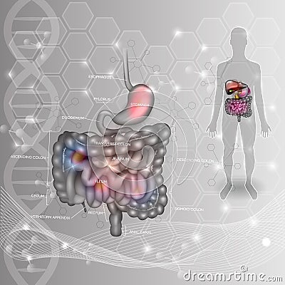 Digestive system Vector Illustration