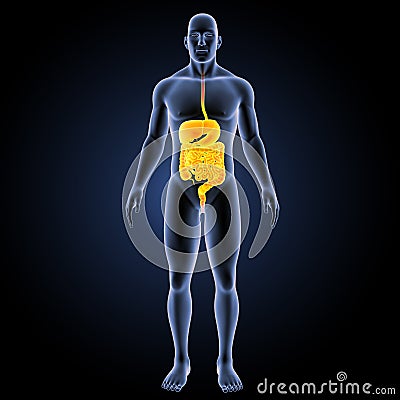 Digestive system with body anterior view Stock Photo