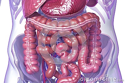 Detailed Illustration of Human Digestive System Anatomy and Its Functions for Nutrient Absorption Stock Photo