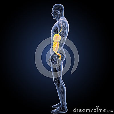 Digestive system with circulatory system lateral view Stock Photo