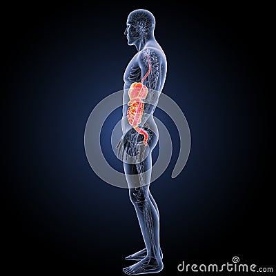 Digestive system with circulatory system lateral view Stock Photo