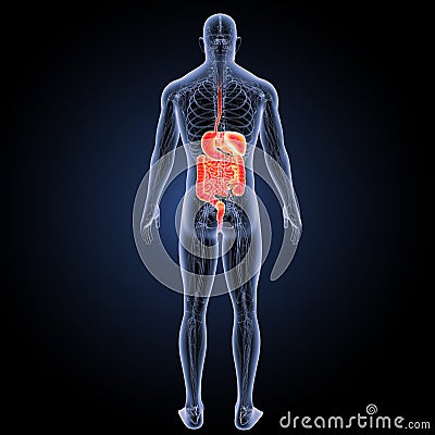 Digestive system with circulatory system posterior view Stock Photo