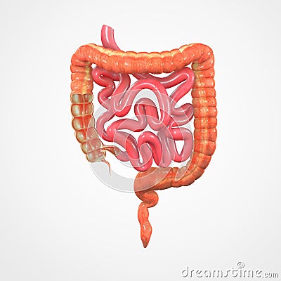 Digestive system Stock Photo
