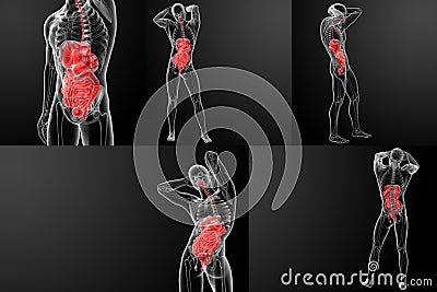 digestive system Stock Photo