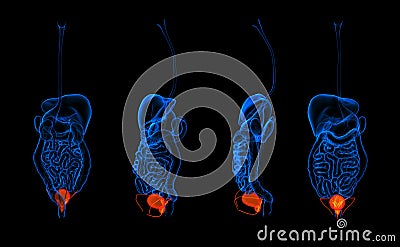 Digestive system Stock Photo